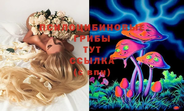 шишки Корсаков